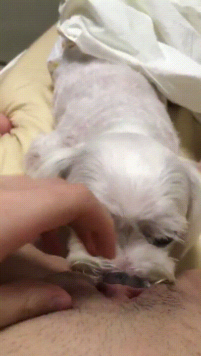 0010033.gif